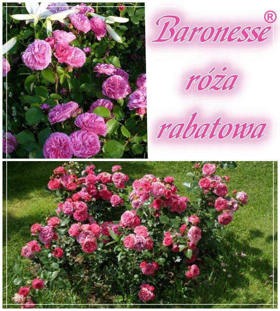 Baronesse róże rabatowe kol